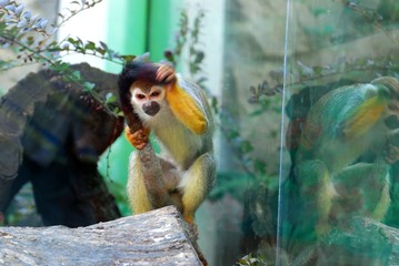 Squirrel Monkey