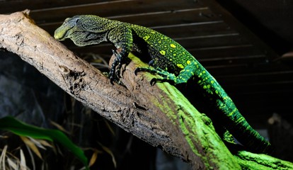 Lizard on branch