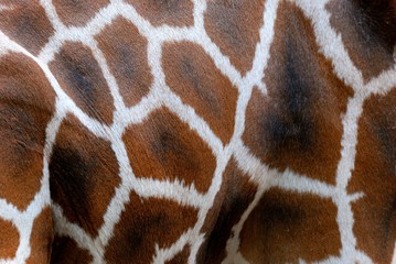 Naklejka premium Rothschild Giraffe Skin