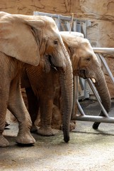 Elephant in Zoo