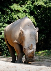 Fototapeta premium Rhinoceros