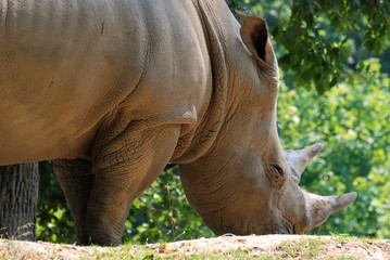 Obraz premium Rhinoceros