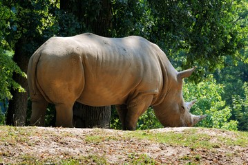 Obraz premium Rhinoceros