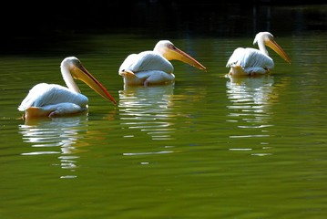 Pelican