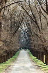 Tree Lined Laneway