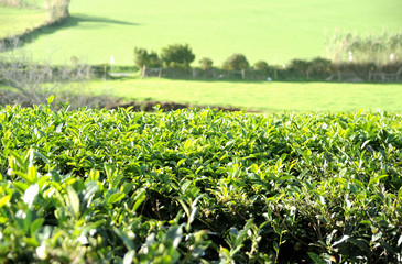 Fototapeta na wymiar Tea Plantation, Azores Islands