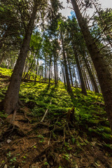 Fototapeta premium Early morning with sunrise in forest 