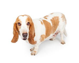 Naklejka na ściany i meble Basset Dog Standing Looking Forward