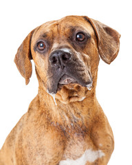 Close Up Of Large Crossbreed Dog