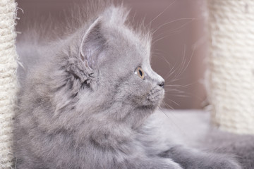 British Shorthair cat head close up