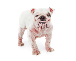 Dog With Demodectic Mange