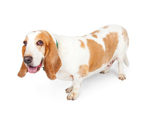 Happy Basset Hound Dog Side View