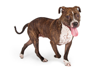 Happy Looking Pit Bull Dog With Hanging Tongue