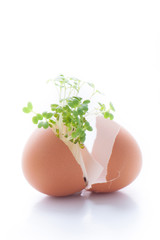 卵の殻から植物の新芽が成長している様子