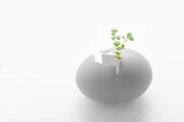 Foto op Plexiglas 卵の殻から植物の新芽が成長している様子 © beeboys