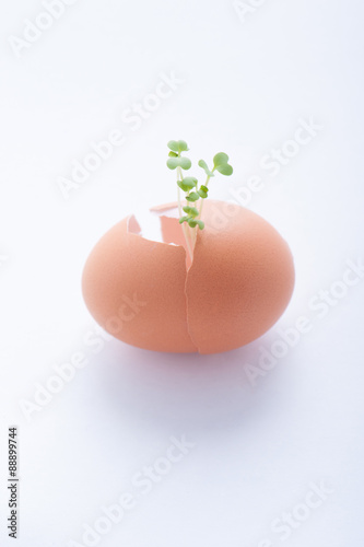 卵の殻から植物の新芽が成長している様子 Wall Mural Beeboys