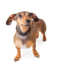 Scared Looking Dachshund Mixed Breed Dog Standing