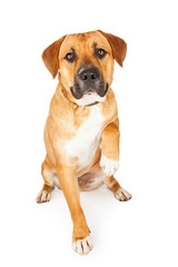 Large Mixed Breed Dog Extending Paw for Shake