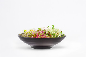 새싹