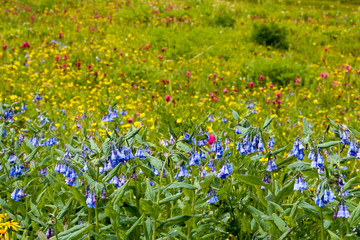 Mountain meadow with bluebells in the foreground