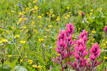 Red Indian Paintbrush and Yellow Buttercups in a mountain meadow