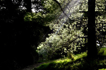 light on dark forest