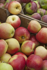 Boxes of fresh-picked apples at the farmer's market