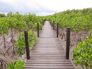 Obraz premium scenic and beautiful tourism trail in the woods