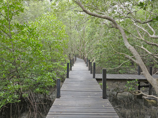 scenic and beautiful tourism trail in the woods