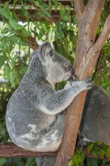 Koala sitting in a tree