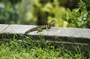 Small lizard with long tail