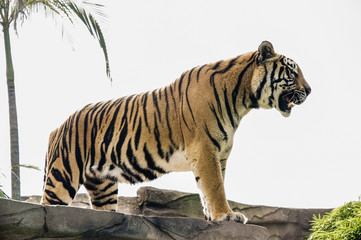 Fototapeta na wymiar Beautiful roaring tiger