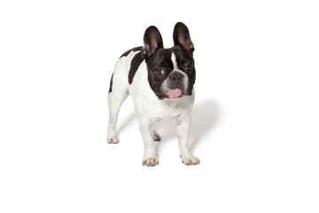 Naklejka premium Adorable french bulldog