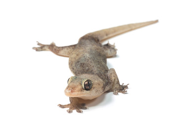 wall-lizard with rough and grain bady, isolated on white background
