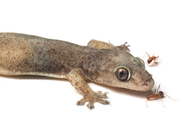 wall-lizard and ant with rough and grain bady, isolated on white background
