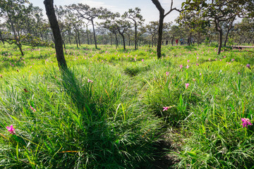 meadow and siam tulip in dry dipterocarp forest