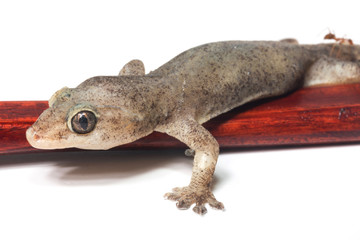 Naklejka premium One Small Gecko Lizard and Wood on a White Background 
