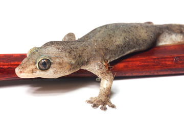 One Small Gecko Lizard and Wood on a White Background
