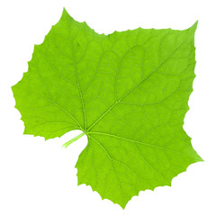 Leaf