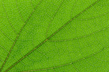 Leaf macro