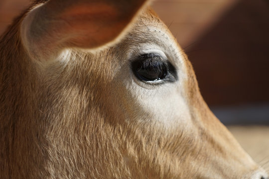 Cow eye