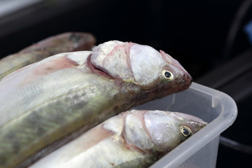 Fresh fish