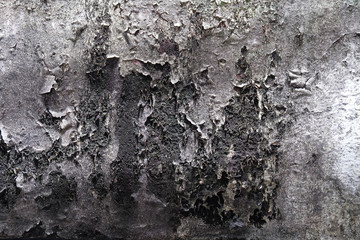 lichens and Sewage pipe at old building