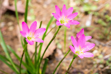 pink rain lily flower