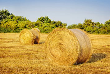 Hay bail harvesting in golden field landscape