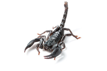 scorpion young with white background