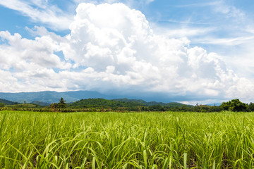 Fototapeta na wymiar Young rice in the rice field