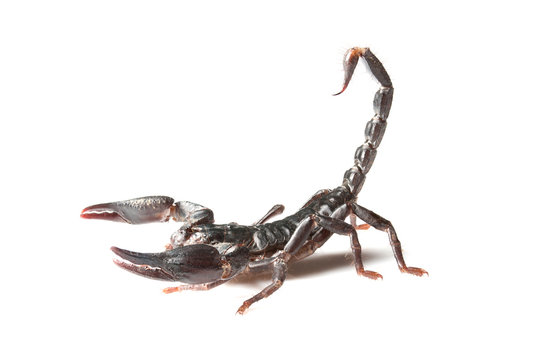 scorpion young with white background