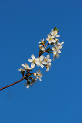 Blooming spring apricot flowers
