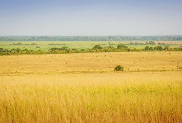 Summer landscape with field of grass,blue sky